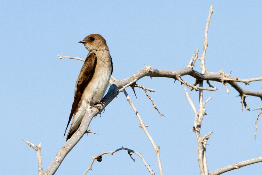 Northern Rough-winged Swallow