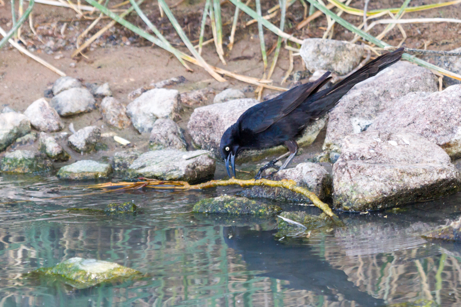 Great-tailed Grackle