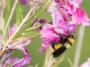 Flower with bee