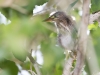 Green Heron Chick