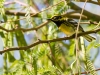 Townsend's Warbler