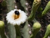 Sagurao Flower and bee
