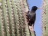 European Starling