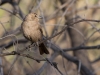 Female Brown-headed Cowbird