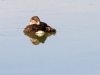 Ruddy Duck