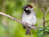 House Sparrow