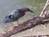 Green Heron. RPWR.