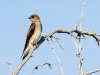 Northern Rough-winged Swallow