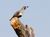 Gambel's Quail