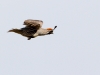 Gambel's Quail