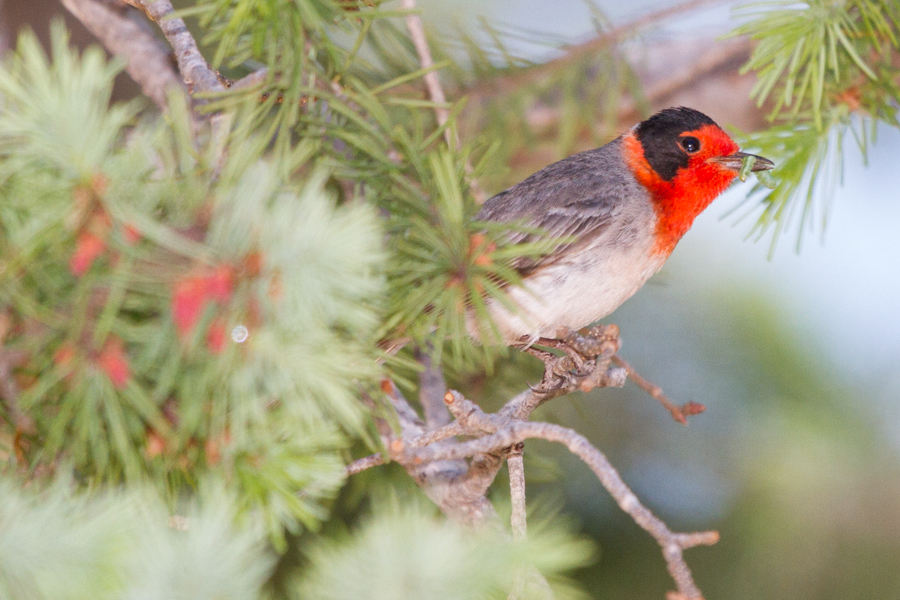 Red-faced Warbler