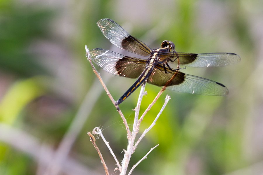 Eight-spotted Skimmer 
