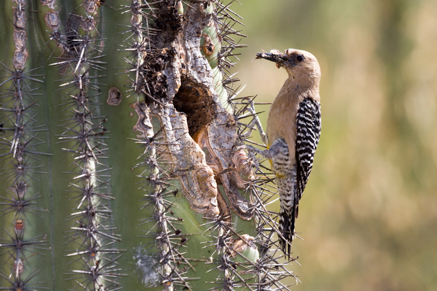 Gila Woodpecker