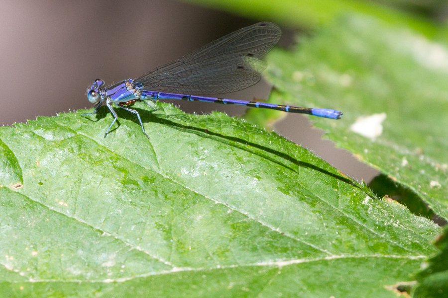 Familiar Bluet