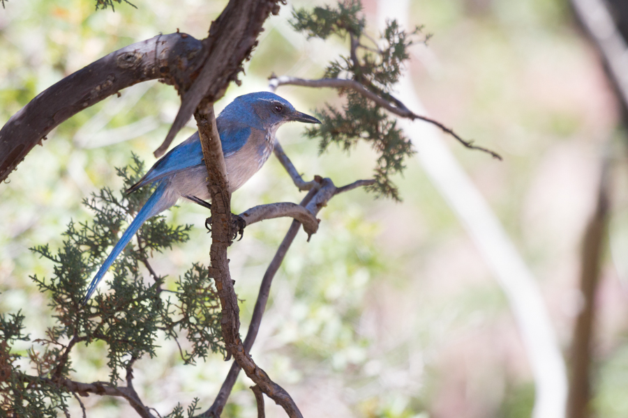 Woodhouse\'s Scrub-Jay