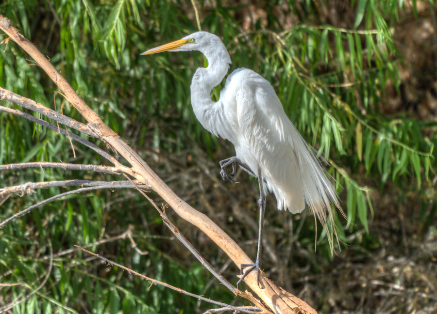 Great Egret