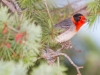 Red-faced Warbler