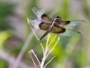 Eight-spotted Skimmer 