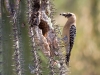 Gila Woodpecker