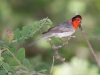 Red-faced Warbler