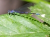 Familiar Bluet