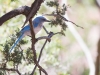 Woodhouse's Scrub-Jay