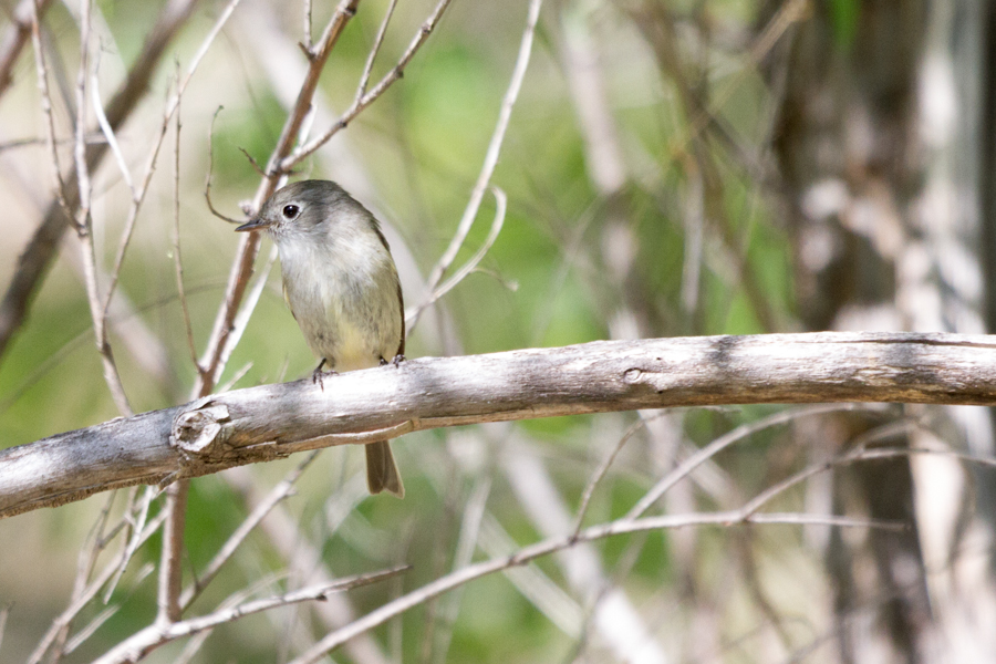 Willow Flycatcher