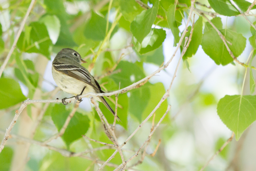 Cordilleran Flycatcher