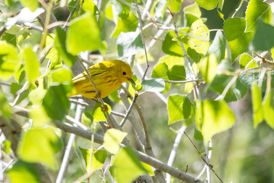 Yellow Warbler