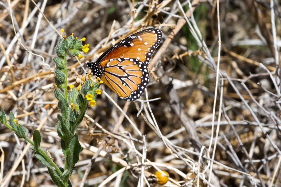 Queen Butterfly