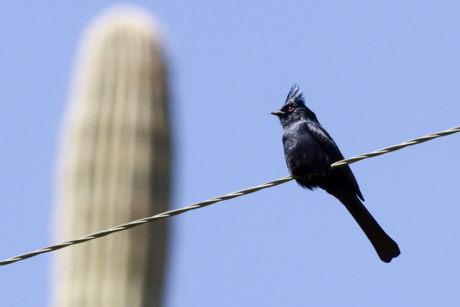 Phainopepla