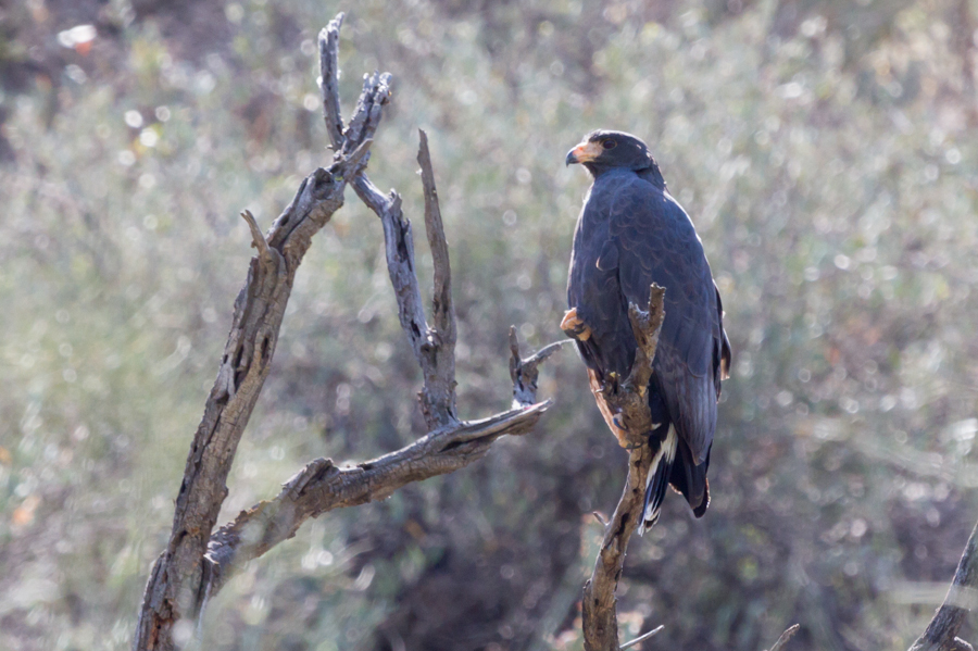 Common Blackhawk