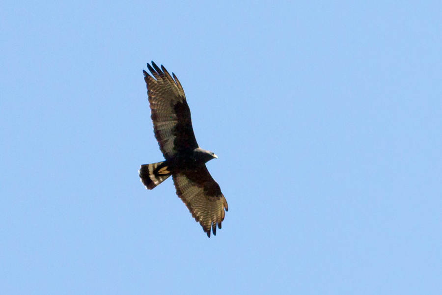 Common Blackhawk