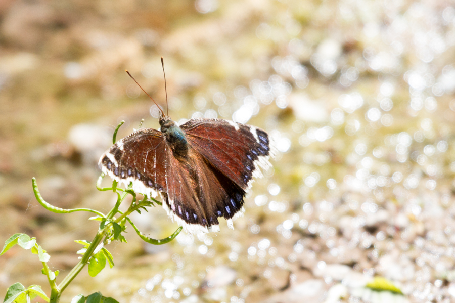 Mourning Cloak