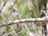 Willow Flycatcher