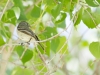 Cordilleran Flycatcher
