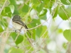 Cordilleran Flycatcher