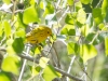 Yellow Warbler