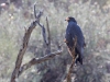 Common Blackhawk