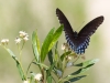 Red-spotted Purple