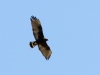 Common Blackhawk