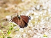 Mourning Cloak