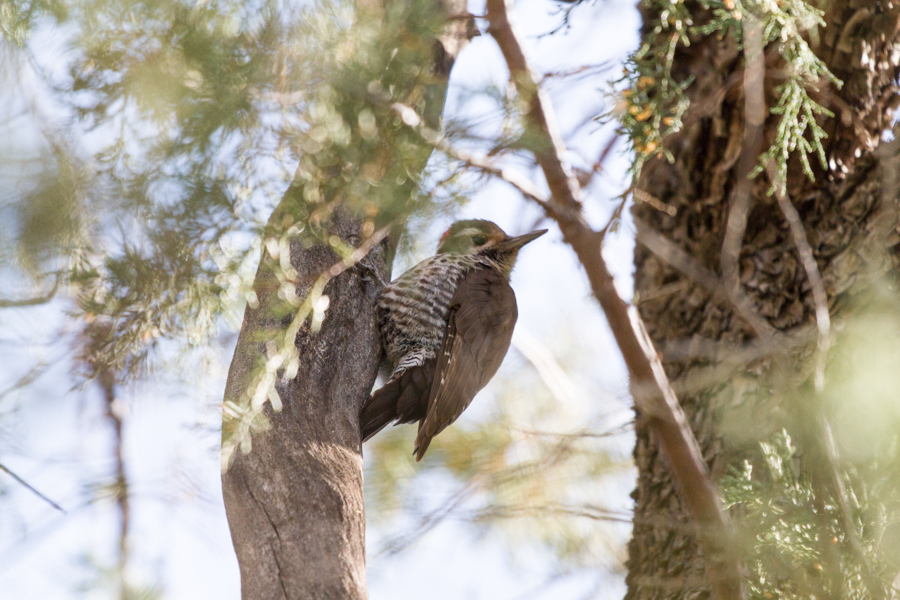 Arizona Woodpecker