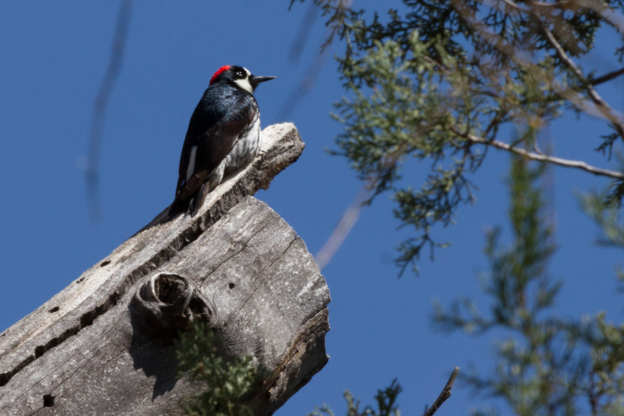 Acorn Woodpecker