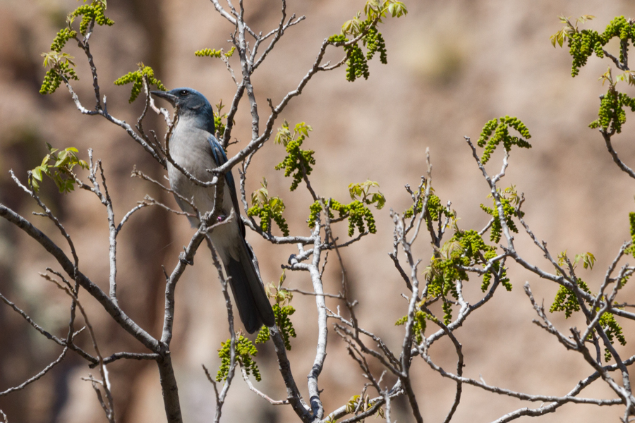 Mexican Jay