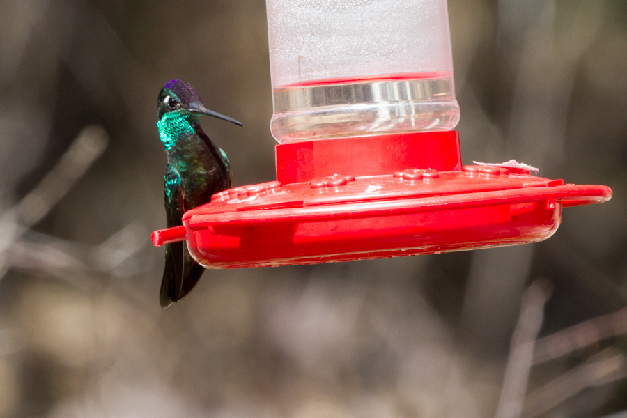 Rivoli\'s Hummingbird