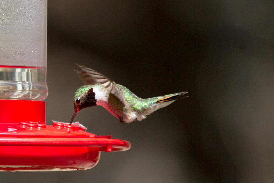 Broad-tailed Hummingbird