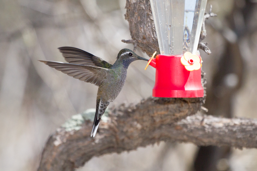 Blue-throated Hummingbird