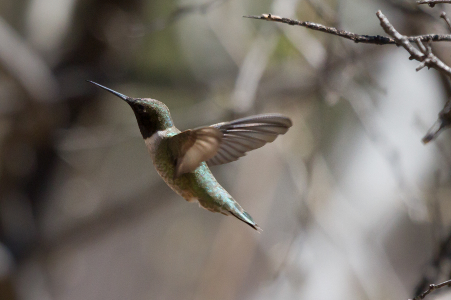 Black-chinned Hummingbird