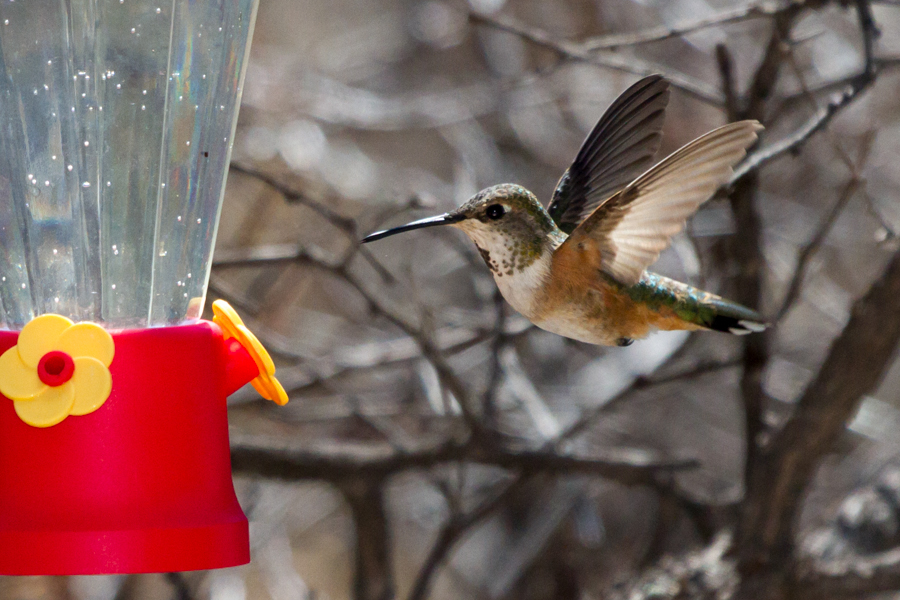 Rufous Hummingbird